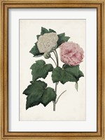 Vintage Rose Clippings II Fine Art Print
