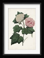 Vintage Rose Clippings II Framed Print
