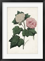 Vintage Rose Clippings II Framed Print