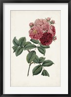 Vintage Rose Clippings III Fine Art Print