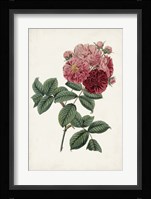 Vintage Rose Clippings III Framed Print