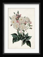 Vintage Rose Clippings IV Framed Print