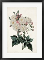 Vintage Rose Clippings IV Framed Print