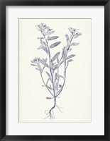 Navy Botanicals II Framed Print