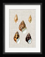 Antique Shells on Linen II Fine Art Print