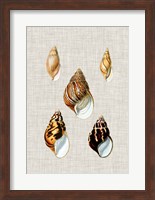 Antique Shells on Linen II Fine Art Print