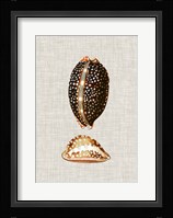Antique Shells on Linen IV Fine Art Print