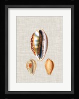 Antique Shells on Linen V Fine Art Print
