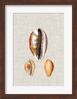 Antique Shells on Linen V Fine Art Print