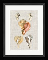 Antique Shells on Linen VI Fine Art Print