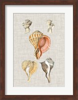 Antique Shells on Linen VI Fine Art Print