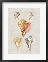 Antique Shells on Linen VI Fine Art Print