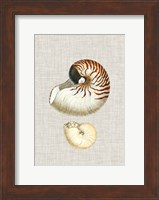 Antique Shells on Linen VII Fine Art Print