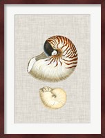 Antique Shells on Linen VII Fine Art Print