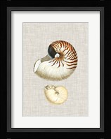 Antique Shells on Linen VII Fine Art Print