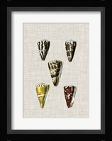 Antique Shells on Linen VIII Fine Art Print