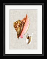 Antique Shells on Linen IX Fine Art Print