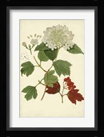 Flowering Viburnum I Fine Art Print