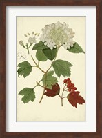 Flowering Viburnum I Fine Art Print