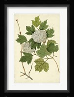 Flowering Viburnum II Fine Art Print