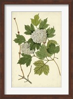 Flowering Viburnum II Fine Art Print