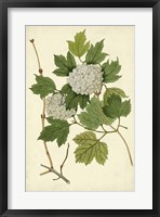 Flowering Viburnum II Fine Art Print