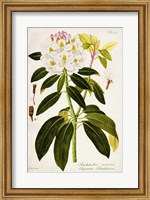 Vintage Rhododendron I Fine Art Print
