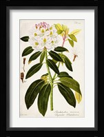 Vintage Rhododendron I Fine Art Print