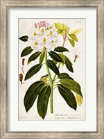 Vintage Rhododendron I Fine Art Print