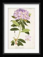 Vintage Rhododendron II Fine Art Print