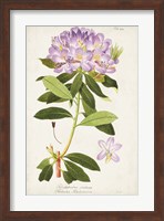 Vintage Rhododendron II Fine Art Print