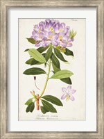 Vintage Rhododendron II Fine Art Print