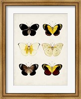 Vintage Butterflies I Fine Art Print