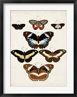 Vintage Butterflies II Fine Art Print