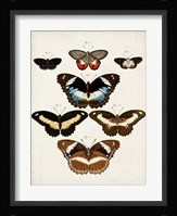 Vintage Butterflies II Fine Art Print