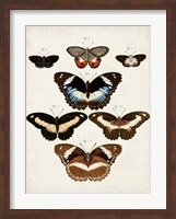 Vintage Butterflies II Fine Art Print