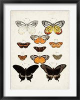 Vintage Butterflies III Fine Art Print