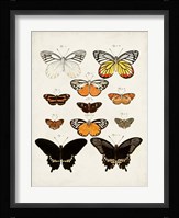 Vintage Butterflies III Fine Art Print