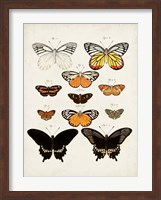 Vintage Butterflies III Fine Art Print
