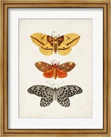 Vintage Butterflies IV Fine Art Print