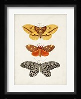 Vintage Butterflies IV Fine Art Print