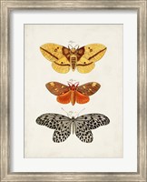 Vintage Butterflies IV Fine Art Print