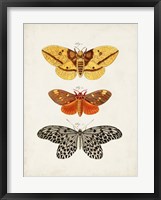 Vintage Butterflies IV Framed Print