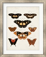 Vintage Butterflies V Fine Art Print