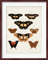 Vintage Butterflies V Fine Art Print