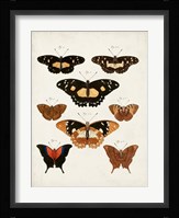 Vintage Butterflies V Fine Art Print