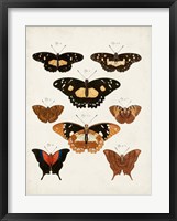 Vintage Butterflies V Framed Print