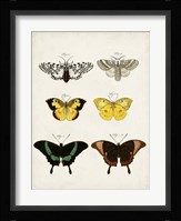 Vintage Butterflies VI Fine Art Print