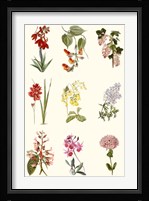 Botanical Array Chart Fine Art Print