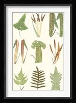 Antique Fern Chart Fine Art Print